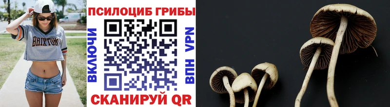 Галлюциногенные грибы Psilocybe  наркотики  Крымск 